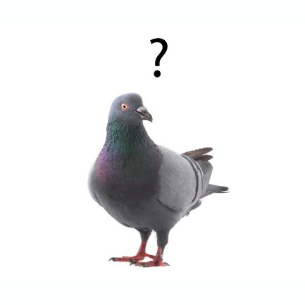 …dass Tauben einen Menschen am Gesicht wiedererkennen, auch bei wechselnder Kleidung?