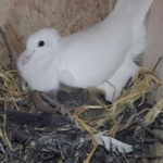 Taube im Nest