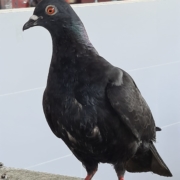 Verklebt