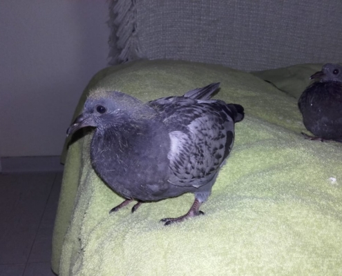 Joe und Donald