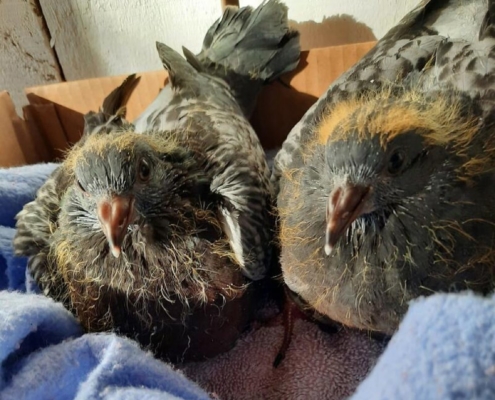 Joe und Donald